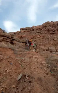 اسب عرب