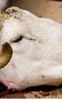 ذبح وقصابی حرفه ای