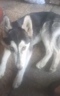 سگ هاسکی