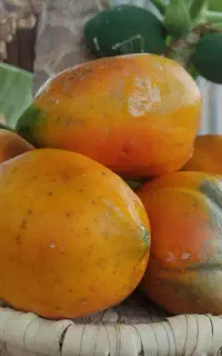 پاپایا میوه شیرین و خوشمزه