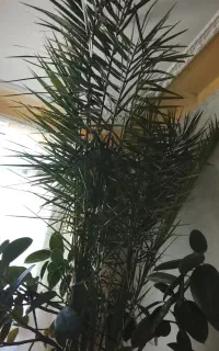 درخت خرما