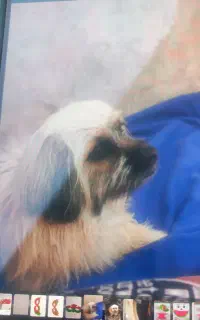 سگ گمشده