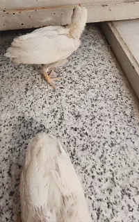 جوجه بزرگ