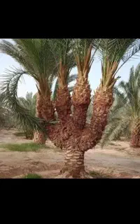 درخت بند هستم