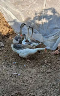 غاز و قوغاز افریقایی