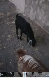 بز نر بدون شاخ