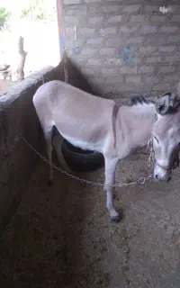 خر دو سال
