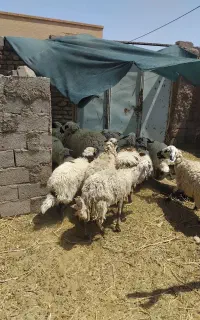 بره