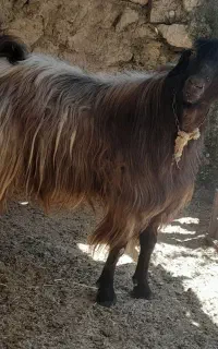 ساورین حل کوردی