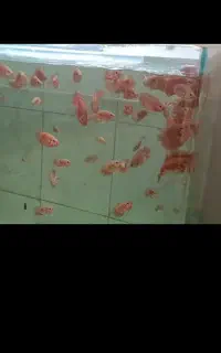 جوجه جویل باکس سالم و شکمو
