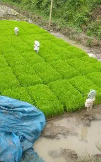 نشا برنج هاشمی( باکس نشا)