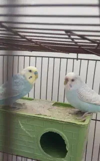 مرغ عشق با قفس ۱ ملیونو ۵۰۰