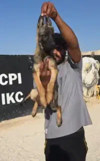 ژرمن ورک لاین