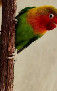 کوتوله برزیلی ۱ ساله