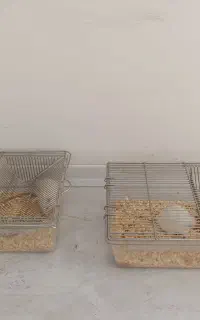 موش
