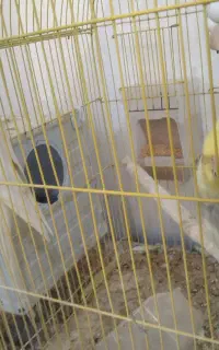 عروس هلندی زیبا (بدون قفس)