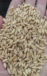 گندم جو مخلوط کبوترارزن دان پرندگان