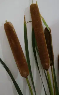 گل مرداب