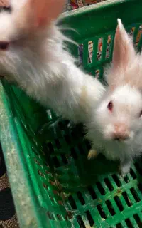 خرگوش نروماده