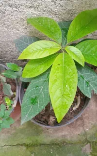 نهال آواکادو