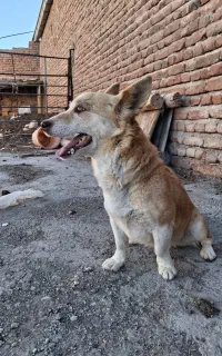 سگ پاکوتاه