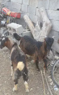 کهره چاق گوشتی ادرس بستک گوده