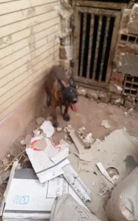 سگ مالیونز نر