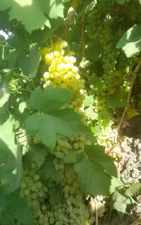 کارگر انگور چین