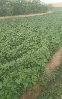 قیطونی