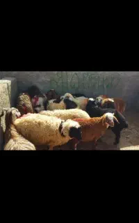 بازار دام گناباد درخدمت دامداران ومردم عزیز