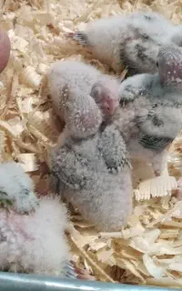 جوجه گرینچیک سرلاکی