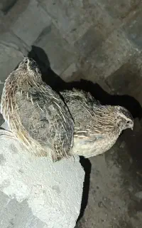 بلدرچین نر آماده کشتاری