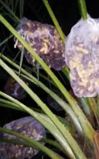 پنگ پوش خرما کیسه محافظ خرما کیسه خرما