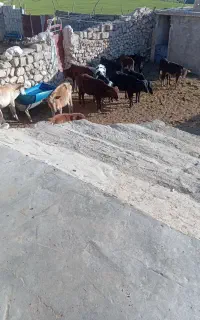 گاو وگوساله جوان