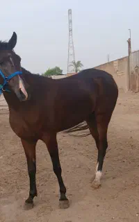اسب