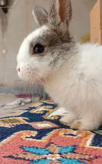 خرگوش سرحال