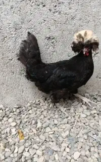 مرغ لهستانی
