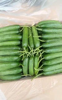 خیار گلخانه ای