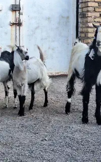 ۷ تا کره نرو ماده