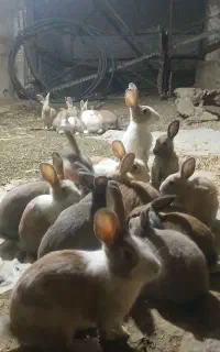 خرگوش
