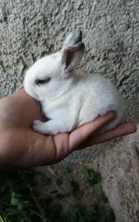 خرگوش