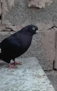 جفت زاغ ابادانی