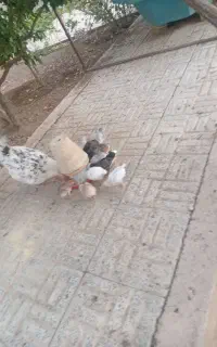 تخم مرغ نطفه دار گلین
