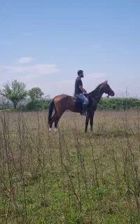 کره نریان ترکمن