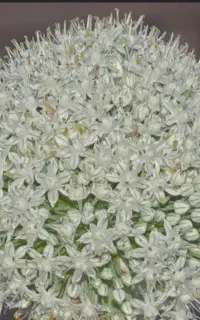بذر پیاز درجه یک