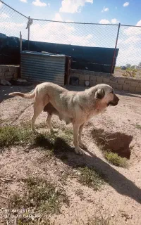 ماده عراقی شجره دار به همراه ۲طوله
