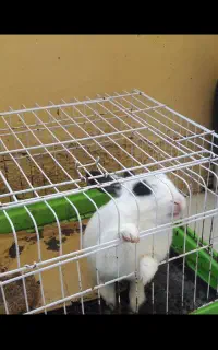 یک عدد خرگوش ماده به فروش می رسد