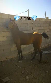 مادیان کرد دونیم ساله