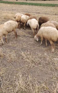 ۱۵ راس بره ماده