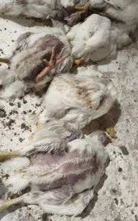 تلفات مرغ گوشتی